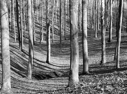 black and white photo of woods
