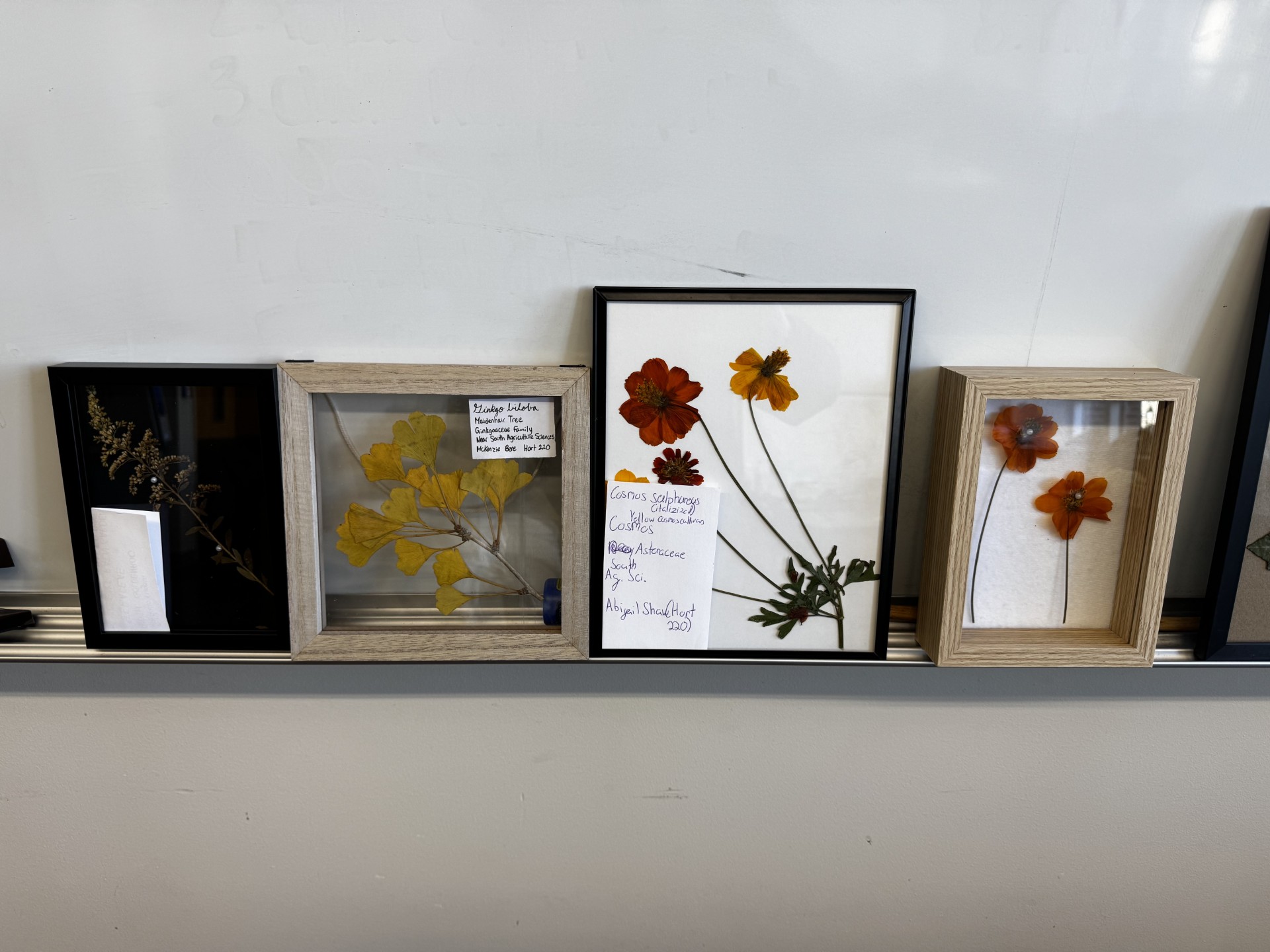 Leaves, Stems, and Study exhibit