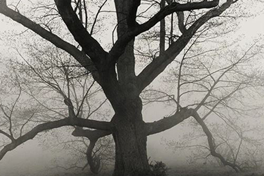 Black and white Photo of tree
